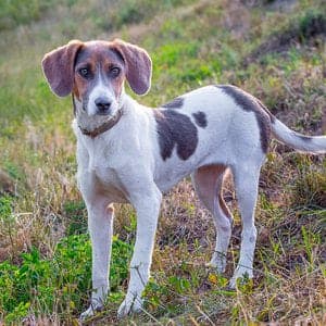 Estonian Hound