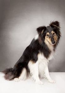 Farm collie