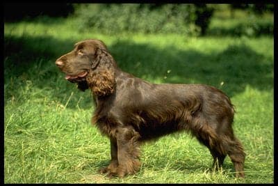 Field Spaniel
