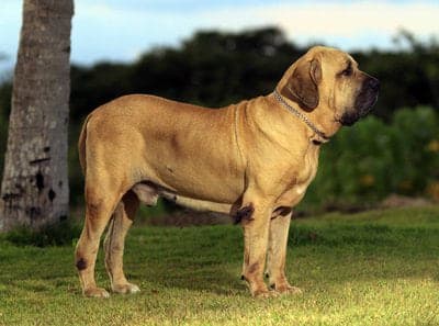 Fila Brasileiro