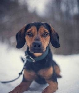 Finnish Hound