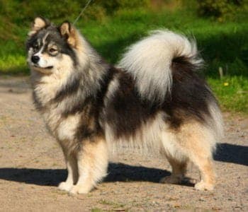 Finnish Lapphund