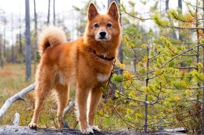 Finnish Spitz