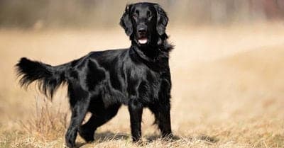 Flat-Coated Retriever