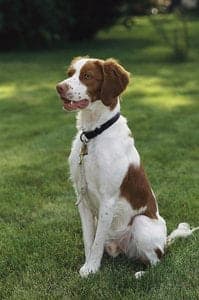 French Brittany Spaniel