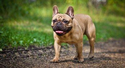 French Bulldog