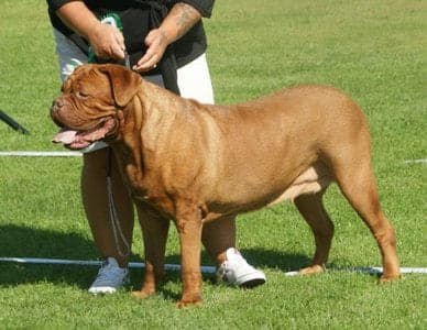 French Mastiff