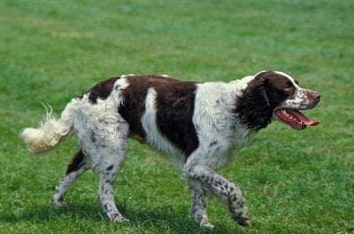 French Spaniel