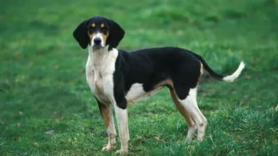 French Tricolor Hound