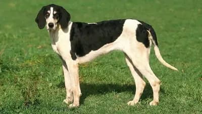 French White and Black Hound