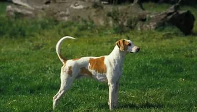 French White and Orange Hound