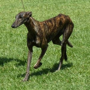Galgo Español