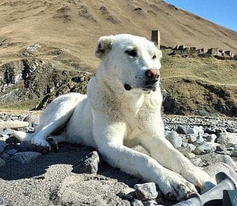 Georgian Mountain Dog