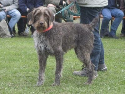 German Rough-Haired Pointing Dog