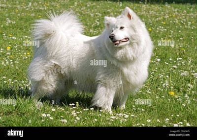 German Spitz (Giant)