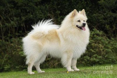 German Spitz (Medium)