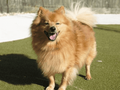 German Spitz (Small)