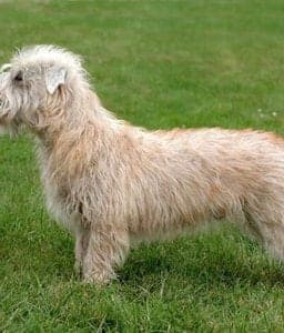 Glen of Imaal Terrier