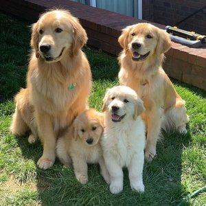 Golden Retriever