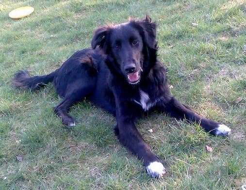 Gollie