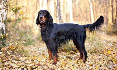 Gordon Setter