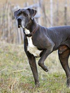 Great Dane
