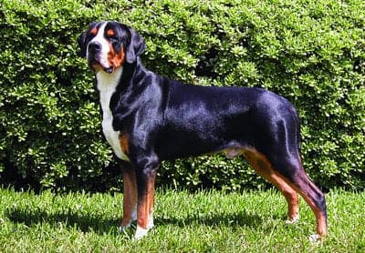 Greater Swiss Mountain Dog
