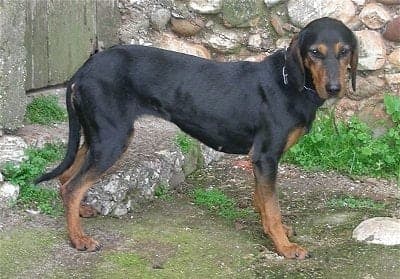 Greek Hound