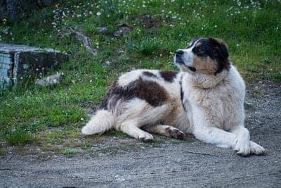 Greek Sheepdog