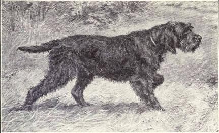 Griffon à poil laineux