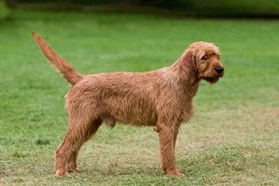 Griffon Fauve de Bretagne