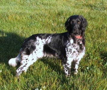 Grosser Münsterländer Vorstehhund