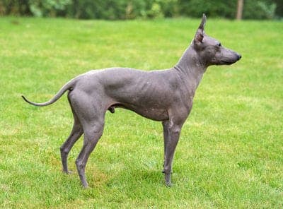 Hairless Khala