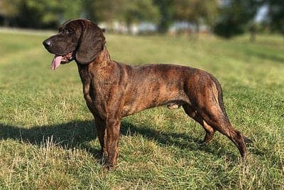 Hanoverian Hound