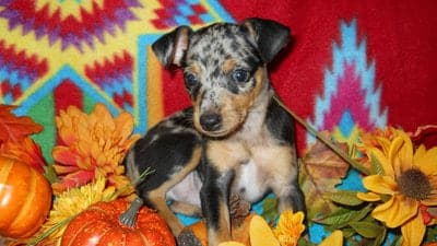 Harlequin Pinscher