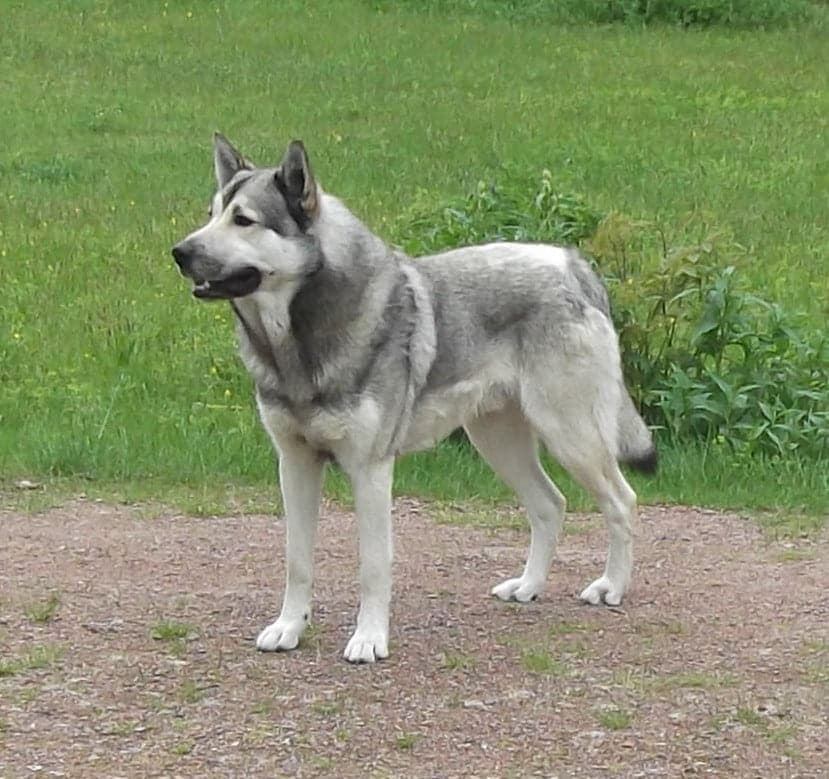 Hedehund