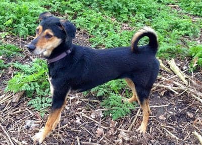 Hellenikos Ichnilatis