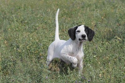 Hertha pointer