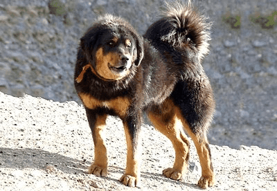 Himalayan Sheepdog