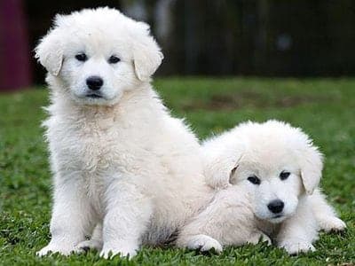 Hungarian Kuvasz