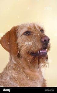 Hungarian Wire-Haired Pointing Dog