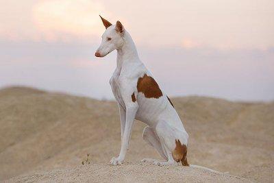 Ibizan Hound