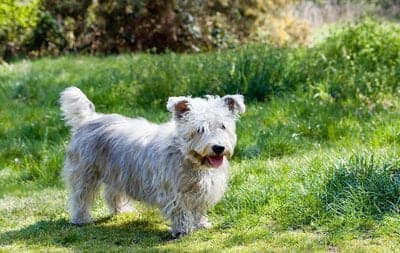 Irish Glen of Imaal Terrier