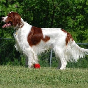 Irish Red and White Setter