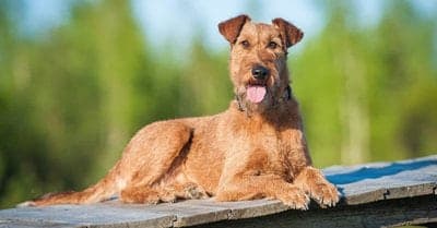 Irish Terrier