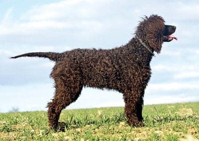 Irish Water Spaniel
