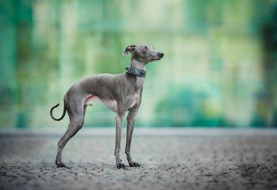 Italian Greyhound