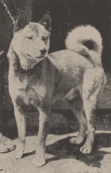Iwate Inu