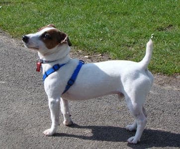 Jack Russell Terrier