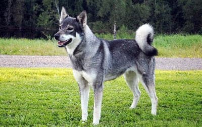 Jamthund (Swedish Elkhound)